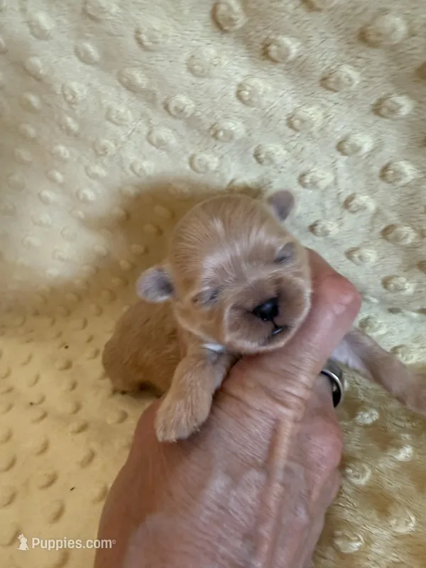 Reed – Shih Tzu puppy for sale in Success, MO