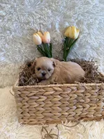 Reed, a male Shih Tzu for sale in Success, MO – 10 of 10