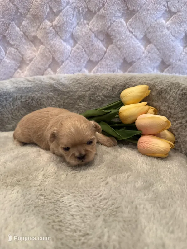 Reed – Shih Tzu puppy for sale in Success, MO