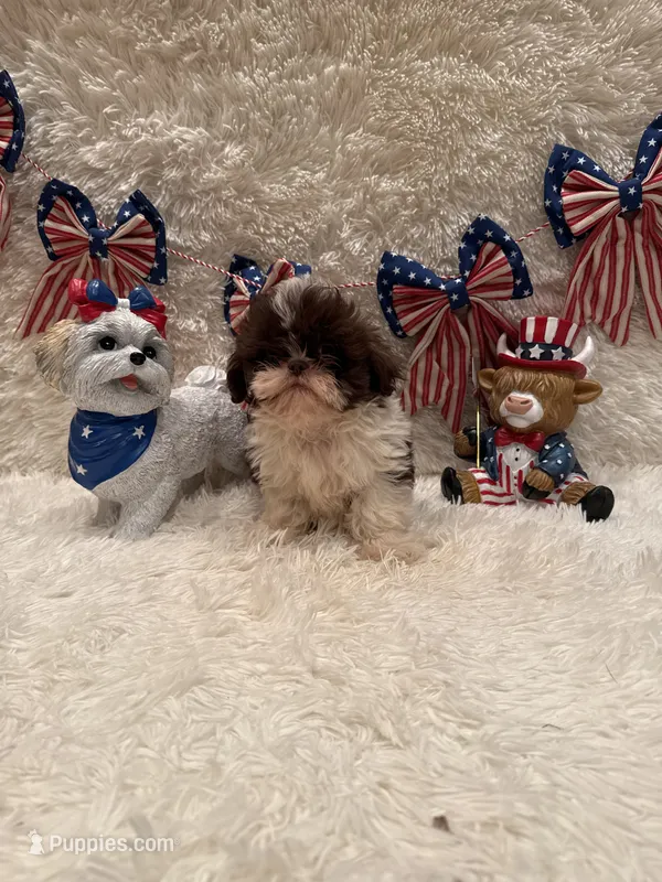 Sailor  – Shih Tzu puppy for sale in Success, MO