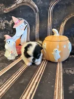 Dallas , a male Pomeranian for sale in Success, MO – 4 of 5