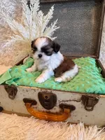 Hazel, a female Shih Tzu for sale in Success, MO – 4 of 10