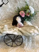 Dean, a male Bernese Mountain Dog for sale in Success, MO – 5 of 10