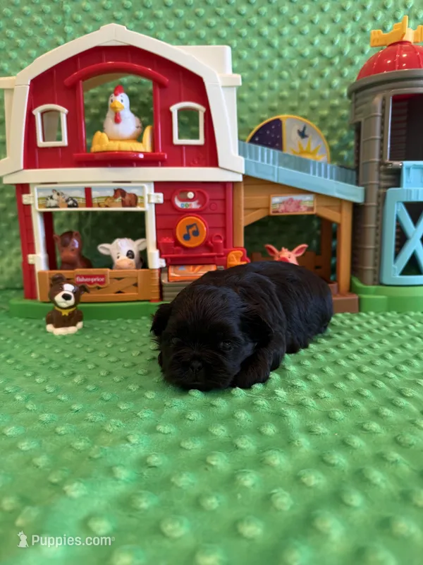 Forrest  – Shih Tzu puppy for sale in Success, MO