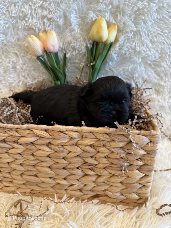 Forrest  – Shih Tzu puppy for sale in Success, MO