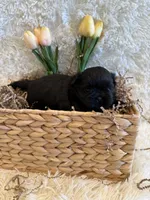 Forrest , a male Shih Tzu for sale in Success, MO – 1 of 10