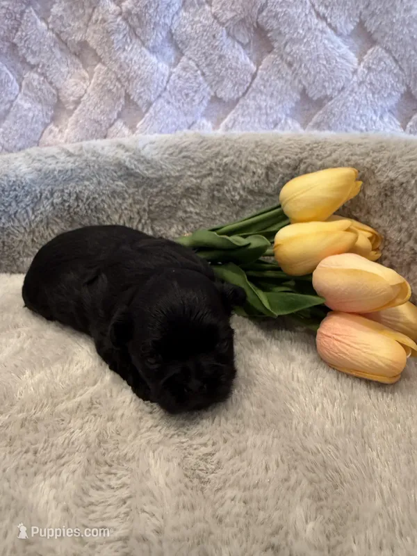 Forrest  – Shih Tzu puppy for sale in Success, MO