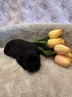 Forrest , a male Shih Tzu for sale in Success, MO – 9 of 10