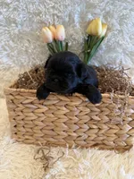 Forrest , a male Shih Tzu for sale in Success, MO – 3 of 10