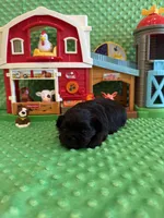 Forrest , a male Shih Tzu for sale in Success, MO – 7 of 10