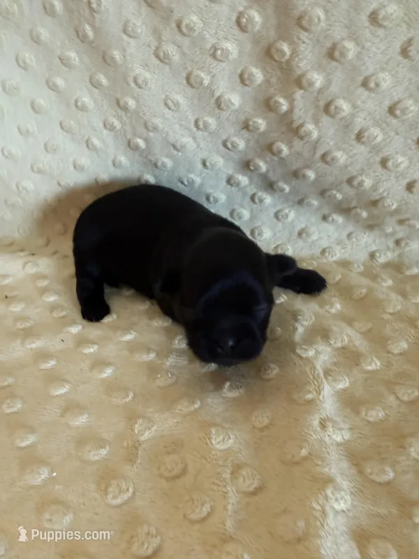 Forrest  – Shih Tzu puppy for sale in Success, MO