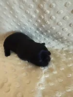 Forrest , a male Shih Tzu for sale in Success, MO – Photo 5 of 5