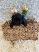 Forrest , a male Shih Tzu for sale in Success, MO – 4 of 10
