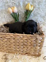 Forrest , a male Shih Tzu for sale in Success, MO – 2 of 10