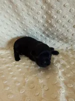 Forrest , a male Shih Tzu for sale in Success, MO – Photo 3 of 5