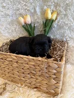 Forrest , a male Shih Tzu for sale in Success, MO – 5 of 10