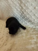 Forrest , a male Shih Tzu for sale in Success, MO – Photo 2 of 5