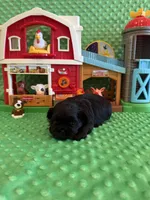 Forrest , a male Shih Tzu for sale in Success, MO – 8 of 10