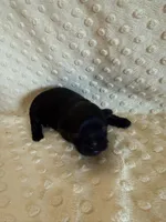 Forrest , a male Shih Tzu for sale in Success, MO – Photo 4 of 5