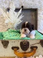 Sailor , a male Shih Tzu for sale in Success, MO – 7 of 10