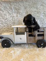 Oakley, a male Shih Tzu for sale in Success, MO – 9 of 10