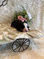 Garrett, a male Bernese Mountain Dog for sale in Success, MO – 9 of 10