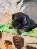 Oakley, a male Shih Tzu for sale in Success, MO – 8 of 10