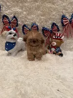 Sparrow, a male Shih Tzu for sale in Success, MO – 7 of 10