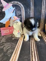 Berry, a male Pomeranian for sale in Success, MO – 4 of 6