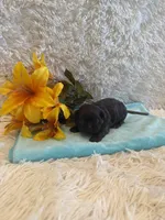 Belle, a female Shih Tzu for sale in Success, MO – 3 of 3