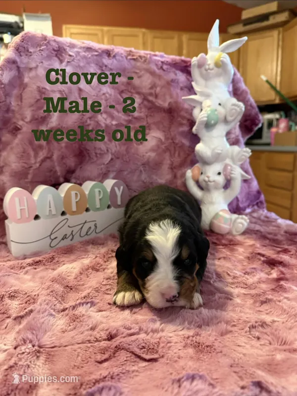 Clover – Bernese Mountain Dog puppy for sale in Success, MO