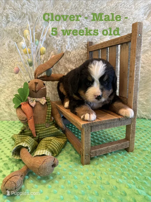 Clover – Bernese Mountain Dog puppy for sale in Success, MO