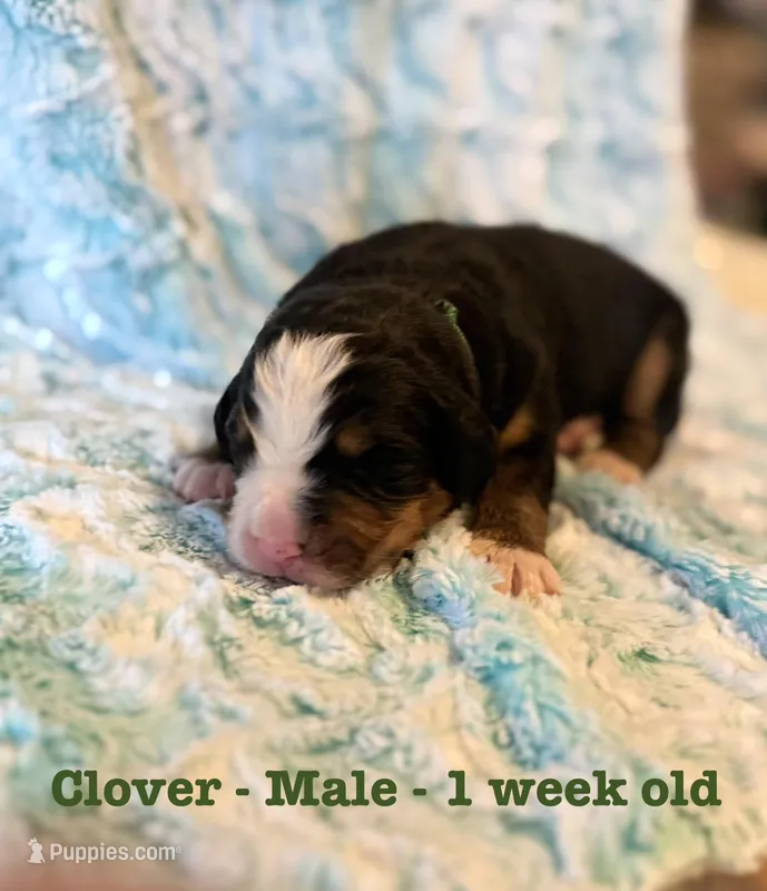 Clover – Bernese Mountain Dog puppy for sale in Success, MO