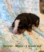 Clover, a male Bernese Mountain Dog for sale in Success, MO – Photo 1 of 2
