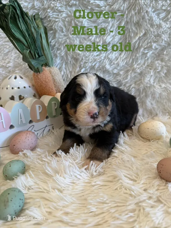 Clover – Bernese Mountain Dog puppy for sale in Success, MO