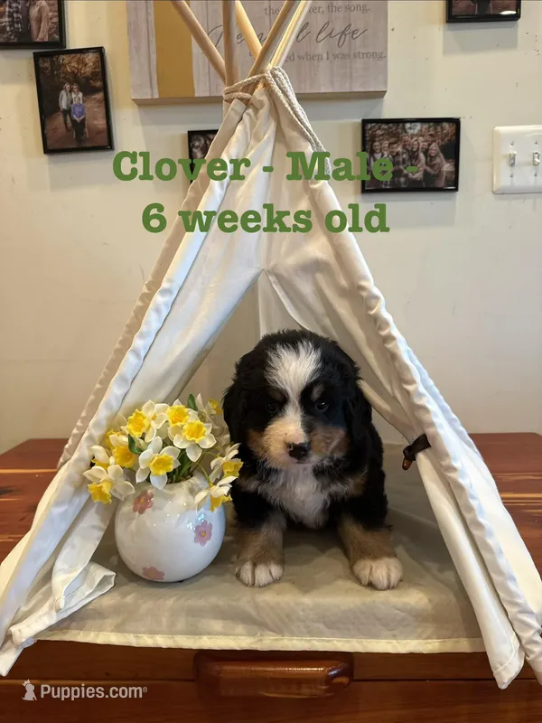 Clover – Bernese Mountain Dog puppy on hold in Success, MO