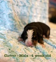 Clover, a male Bernese Mountain Dog for sale in Success, MO – Photo 2 of 2