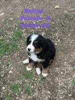 Bailey, a female Bernese Mountain Dog for sale in Success, MO – Photo 4 of 10