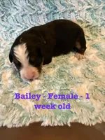 Bailey, a female Bernese Mountain Dog for sale in Success, MO – Photo 2 of 2