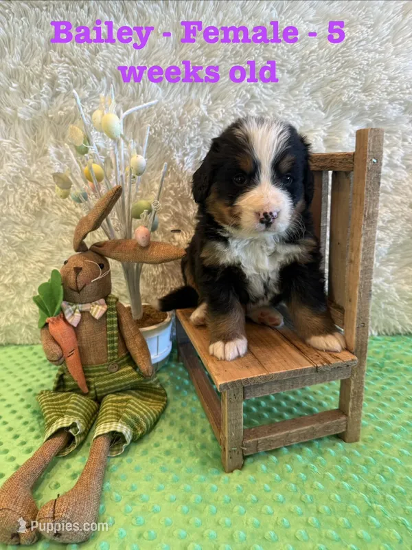 Bailey – Bernese Mountain Dog puppy for sale in Success, MO