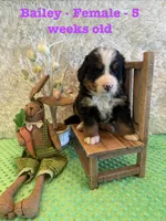 Bailey, a female Bernese Mountain Dog for sale in Success, MO – Photo 8 of 10