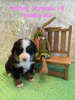 Bailey, a female Bernese Mountain Dog for sale in Success, MO – Photo 9 of 10