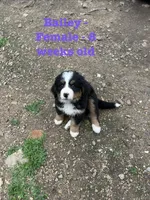Bailey, a female Bernese Mountain Dog for sale in Success, MO – Photo 2 of 10