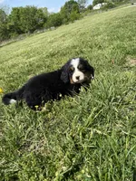 Bailey, a female Bernese Mountain Dog for sale in Success, MO – Photo 6 of 10