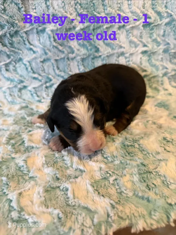 Bailey – Bernese Mountain Dog puppy for sale in Success, MO