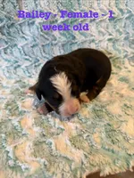 Bailey, a female Bernese Mountain Dog for sale in Success, MO – Photo 1 of 2