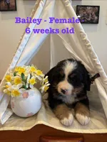 Bailey, a female Bernese Mountain Dog for sale in Success, MO – Photo 7 of 10