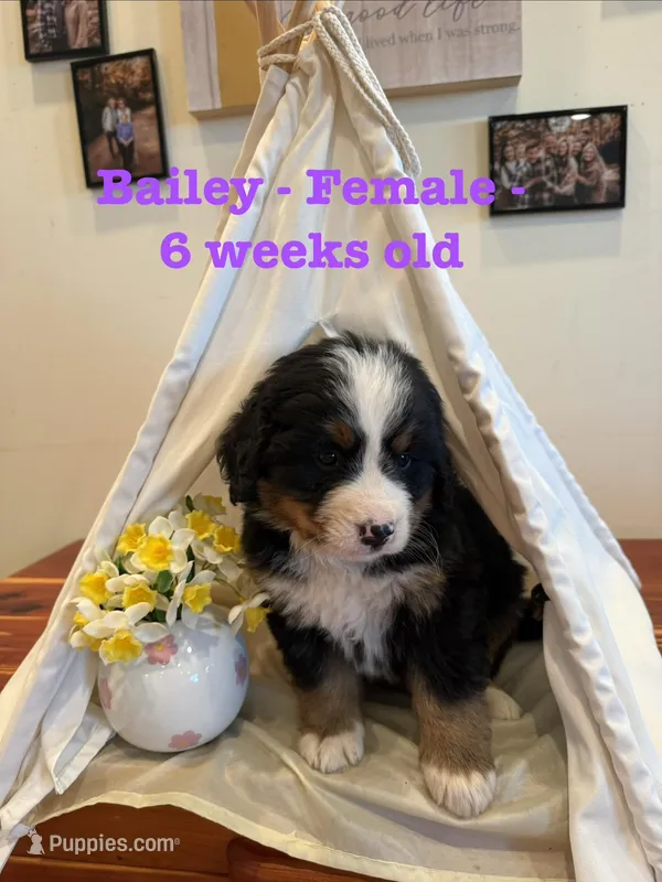 Bailey – Bernese Mountain Dog puppy for sale in Success, MO