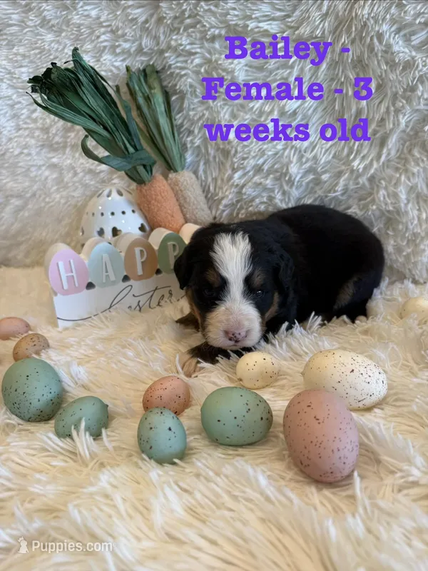 Bailey – Bernese Mountain Dog puppy for sale in Success, MO