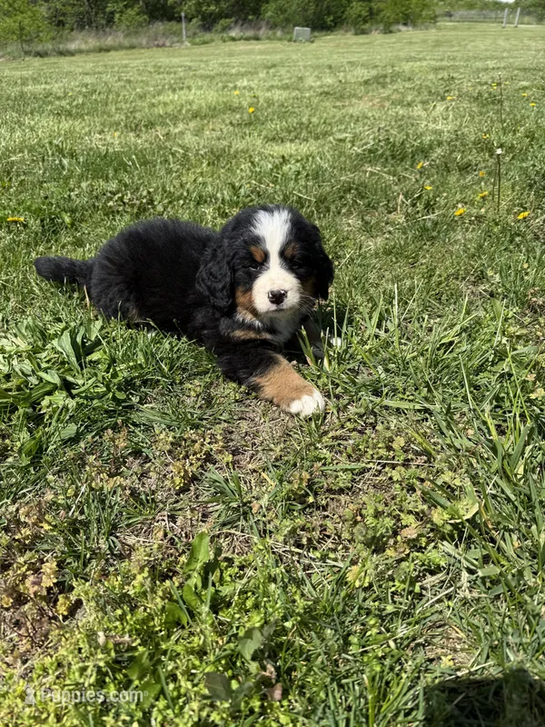 Bailey – Bernese Mountain Dog puppy for sale in Success, MO